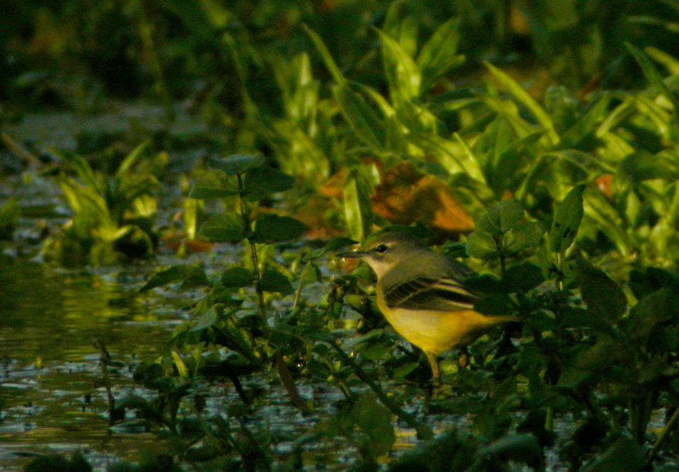 Bergeronnette des ruisseaux (Motacilla cinerea, Grey Wagtail), Ronquerolles, Picardie, 11/2004