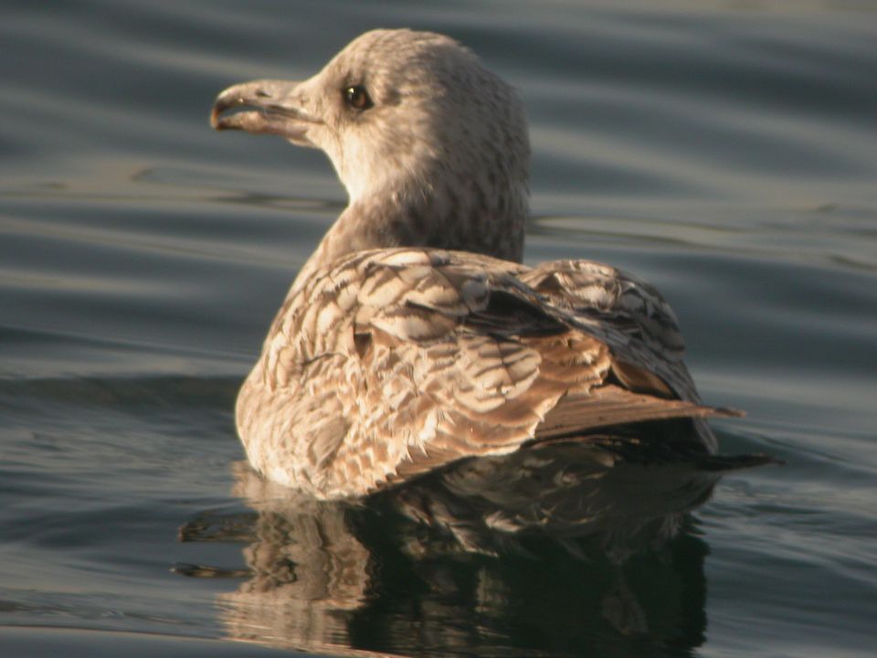 Goéland argenté (Larus argentatus, Herring Gull), Jablines, Ile de France, 01/2005