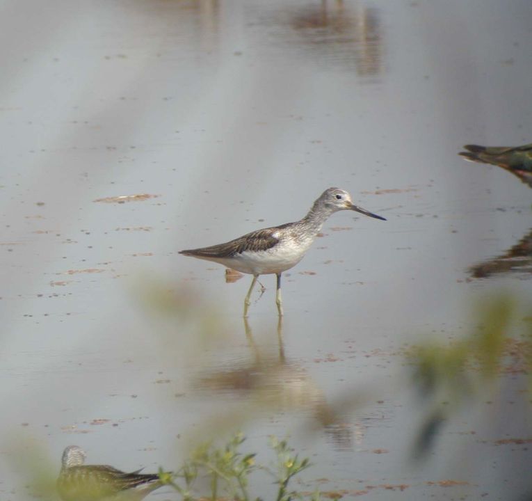 Chevalier aboyeur (Tringa nebularia, Common Greenshank), Houdancourt, Valois, 08/2001