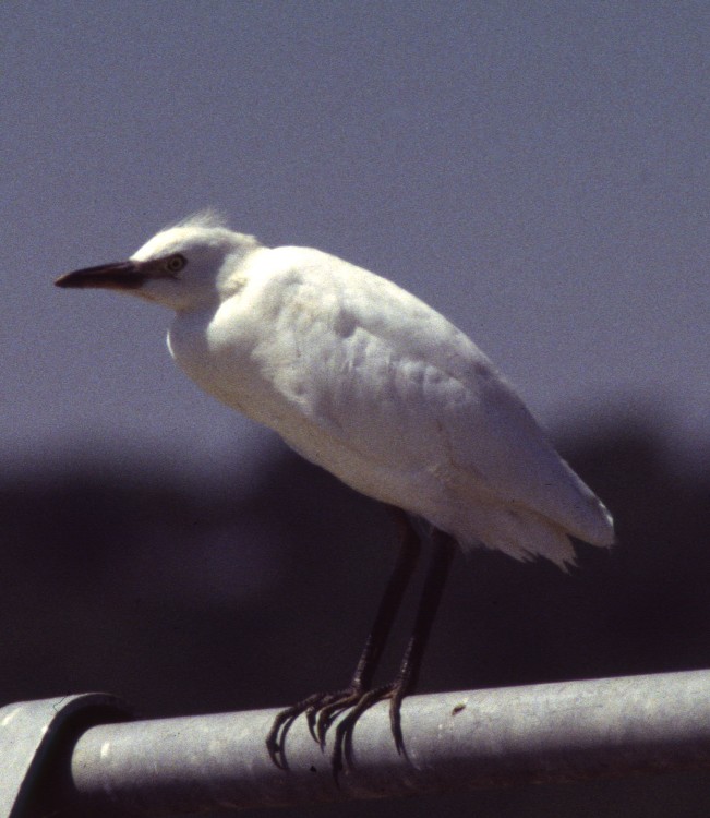 Héron garde-boeufs (Bubulcus ibis, Cattle Egret), Tahivilla, Andalousie, 07/1998