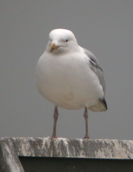 Goéland argenté (Larus argentatus, Herring Gull), Cutty Sark, Angleterre, 02/2004