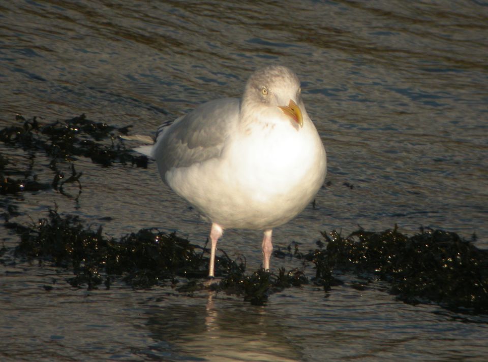 Goéland argenté (Larus argentatus, Herring Gull), Aberystwyth, Pays de Galles, 11/2003