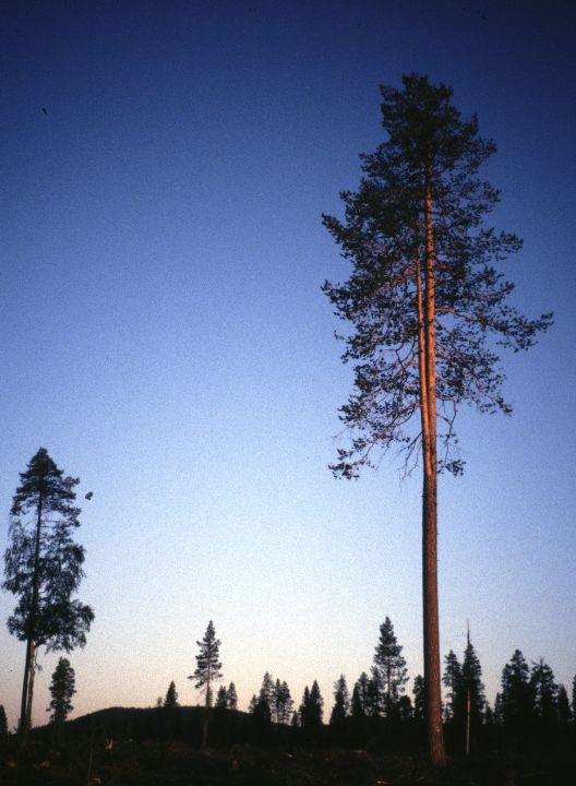 Arvidsjaur, Laponie suédoise, 07/2000