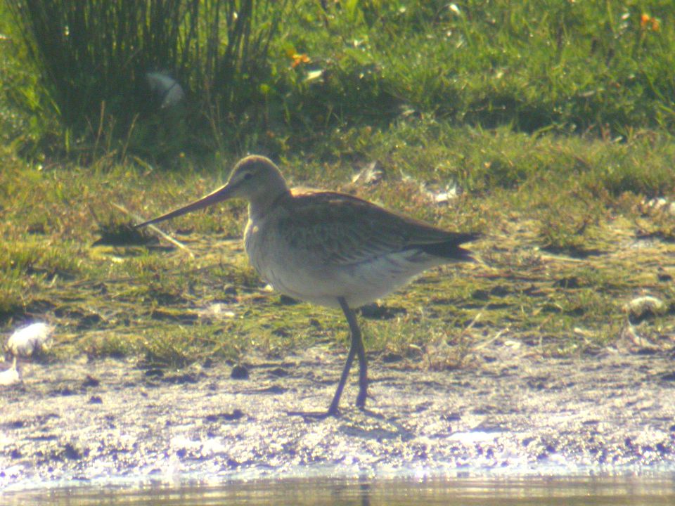 Barge à queue noire (Limosa limosa, Black-tailed Godwit), Marquenterre, Picardie, 09/2004