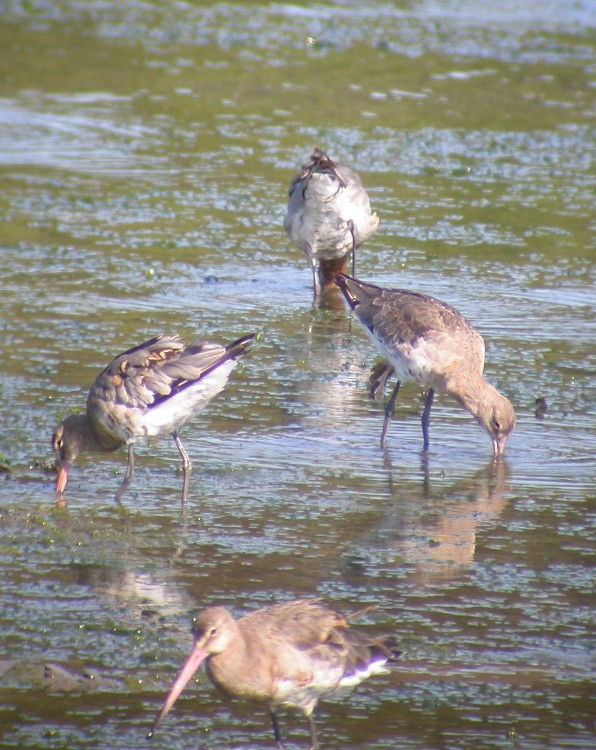 Barge à queue noire (Limosa limosa, Black-tailed Godwit), Clonakilty Bay, Sud-ouest de l'Irlande, 08/2003