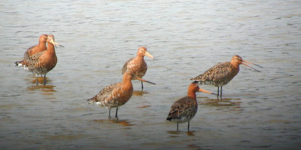 Barge à queue noire (Limosa limosa, Black-tailed Godwit), Marquenterre, Picardie, 04/2003
