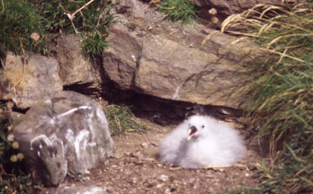 Fulmar boréal (Fulmarus glacialis, Northern Fulmar), Fora Ness, Shetland, 07/1997