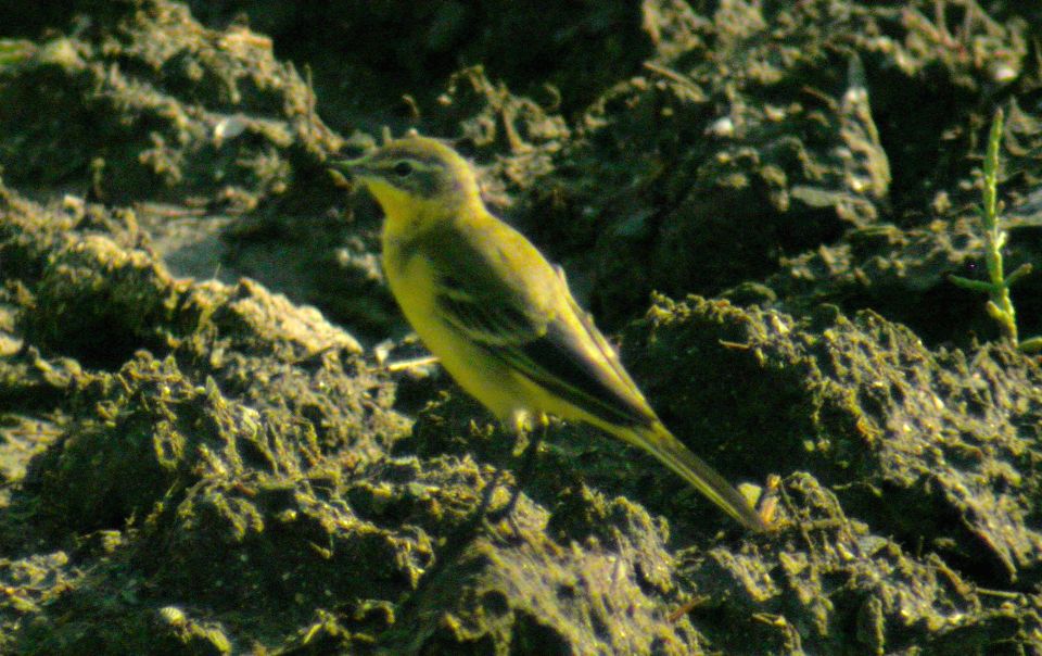 Bergeronnette printanière (Motacilla flava, Yellow Wagtail), Histria, Roumanie, 08/2004