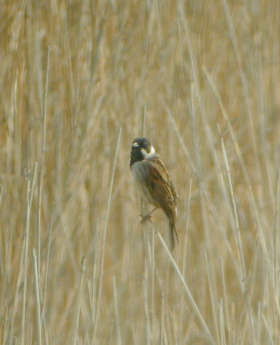 Bruant des roseaux (Emberiza schoeniclus, Reed Bunting), Hâble d'Ault, Picardie, 04/2003