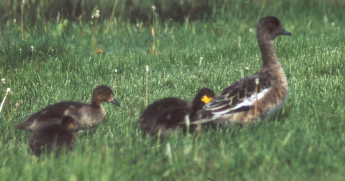 Canard siffleur (Anas penelope, Eurasian Wigeon), Myvatn, Islande, 07/2001