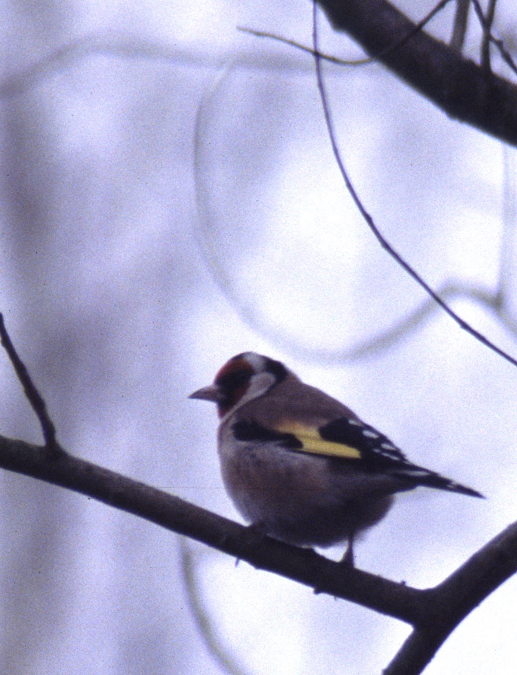 Chardonneret élégant (Carduelis carduelis, European Goldfinch), Gouvieux, Valois, 2001