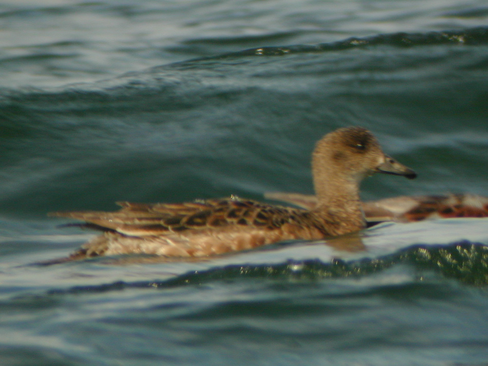 Canard siffleur (Anas penelope, Eurasian Wigeon), Myvatn, Islande, 07/2001