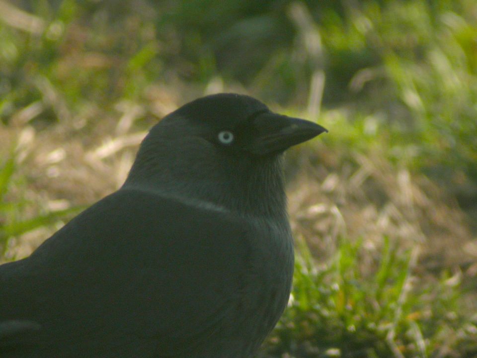 Choucas des tours (Corvus monedula, Eurasian Jackdaw), Borth, Pays de Galles, 11/2003