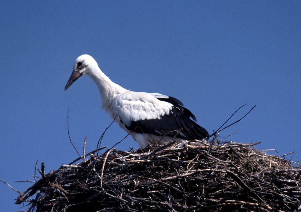 Cigogne blanche (Ciconia ciconia, White Stork), Histria, Roumanie, 08/2004