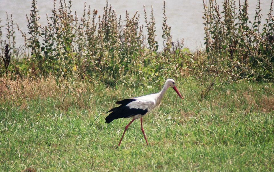 Cigogne blanche (Ciconia ciconia, White Stork), Roumanie, 08/2004
