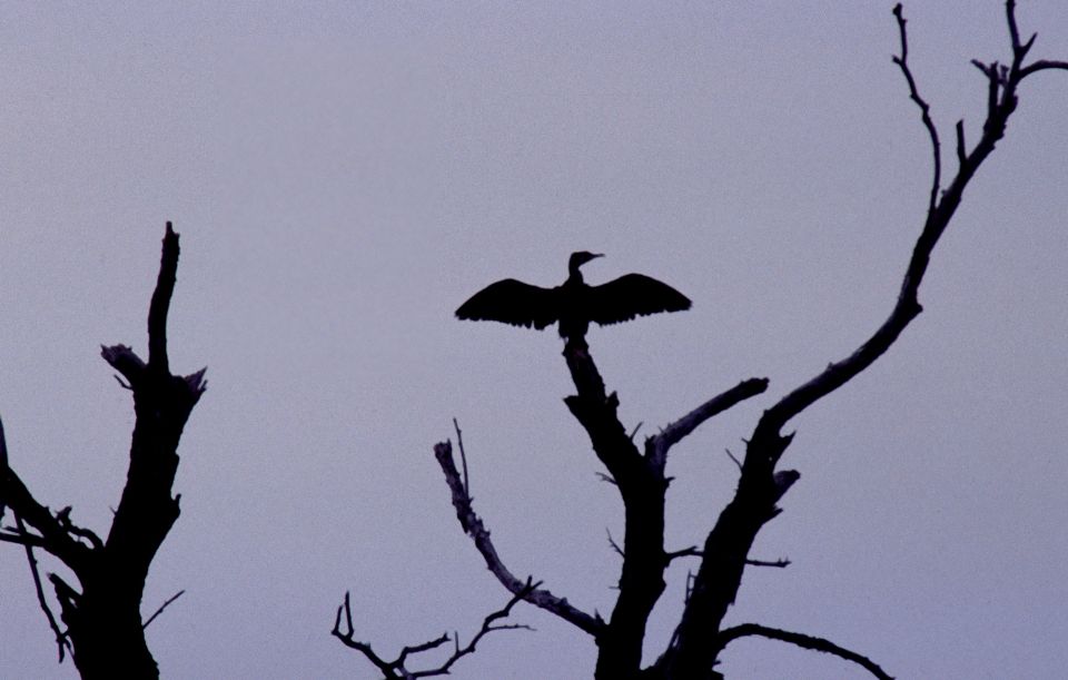 Grand Cormoran (Phalacrocorax carbo, Great Cormorant), Delta du Danube, Roumanie, 08/2004