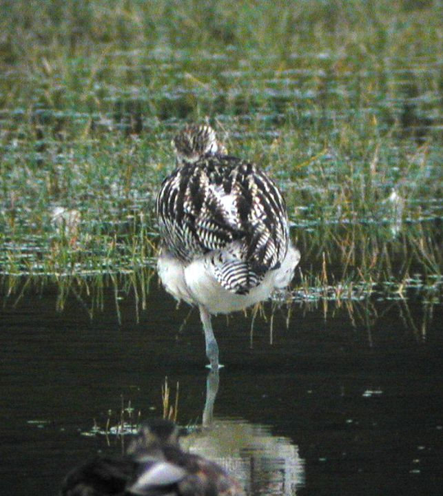 Courlis cendré (Numenius arquata, Eurasian Curlew), Marquenterre, Picardie, 09/2002