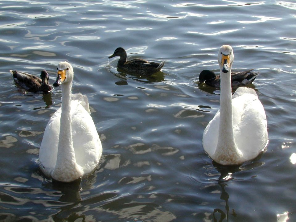 Cygne chanteur (Cygnus cygnus, Whooper Swan), Reykjavik, Islande, 07/2001