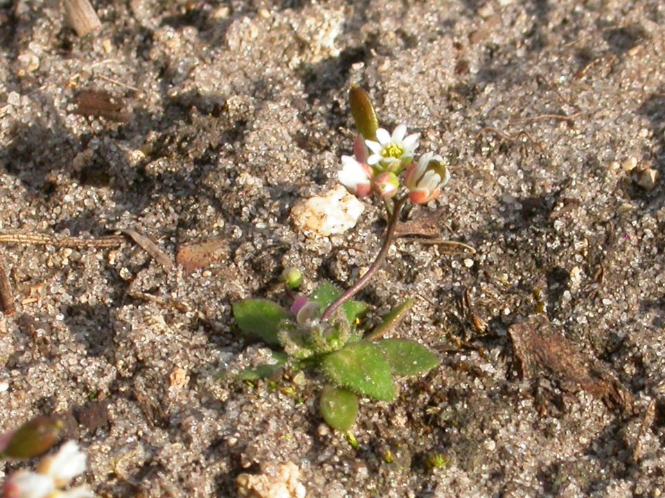 Forêt d'Ermenonville, Valois, 04/2004