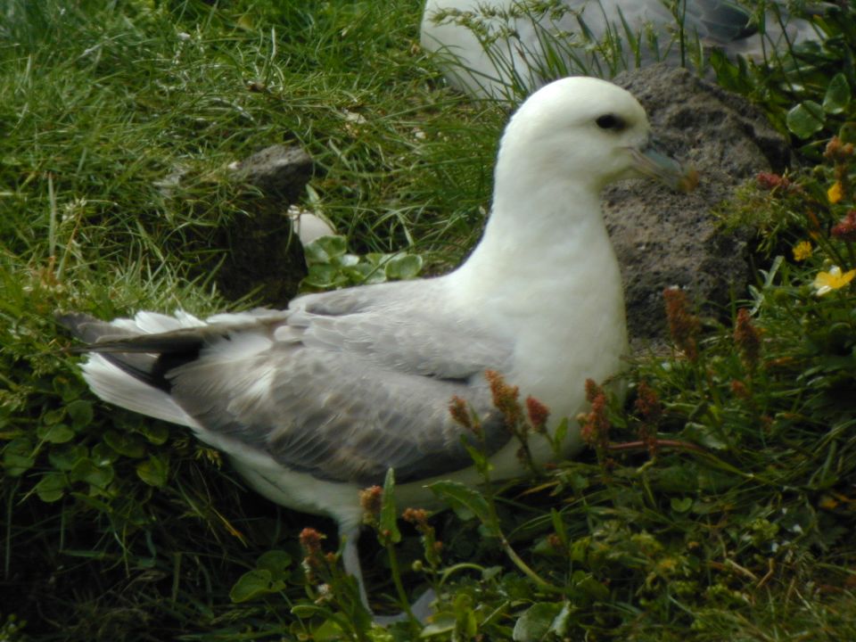 Fulmar boréal (Fulmarus glacialis, Northern Fulmar), Latrabjärg, Islande, 07/2001