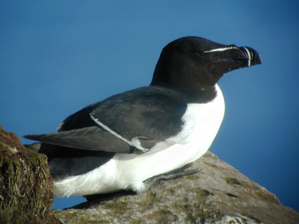 Pingouin torda (Alca torda, Razorbill), Latrabjärg, Islande, 07/2001