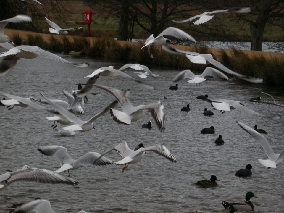 Mouette rieuse (Larus ridibundus, Black-headed Gull), Richmond Park, Angleterre, 02/2004