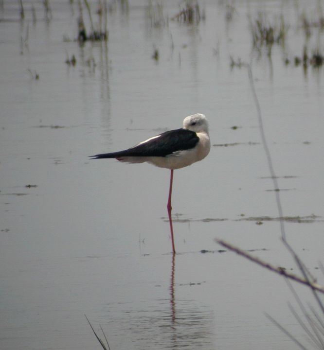 Echasse blanche (Himantopus himantopus, Black-winged Stilt), La Palissade, Camargue, 05/2003