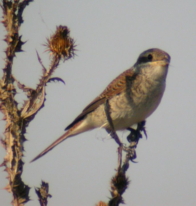 Pie grièche écorcheur (Lanius collurio, Red-backed Shrike), Histria, Roumanie, 08/2004