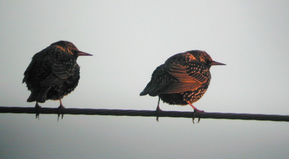 Etourneau sansonnet (Sturnus vulgaris, Common Starling), Dormont, Lyonnais, 01/2003
