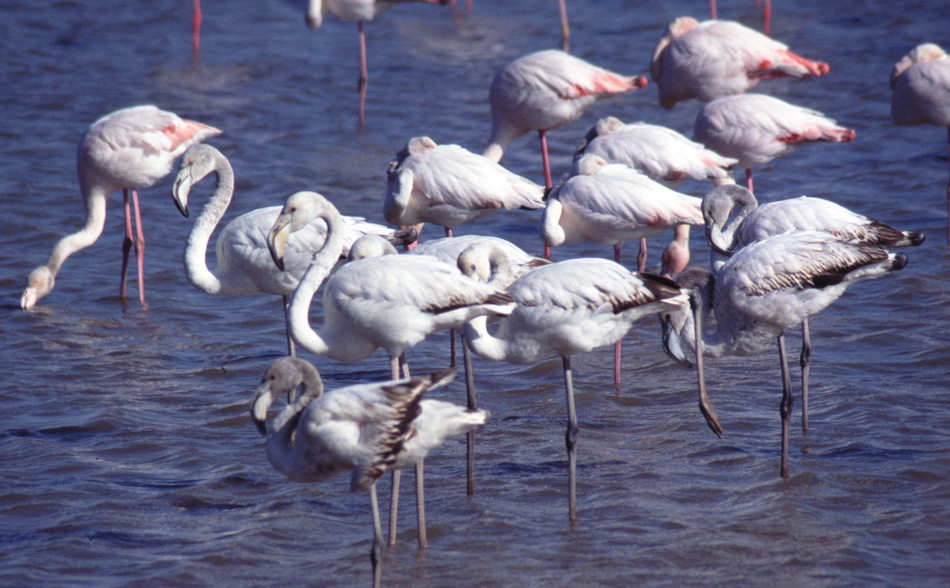 Flamant rose (Phoenicopterus ruber, Greater Flamingo), Pont-de-Gau, Camargue, 02/2001