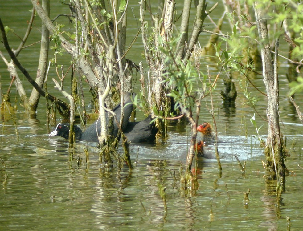 Foulque macroule (Fulica atra, Common Coot), Toutevoie, Valois, 05/2003