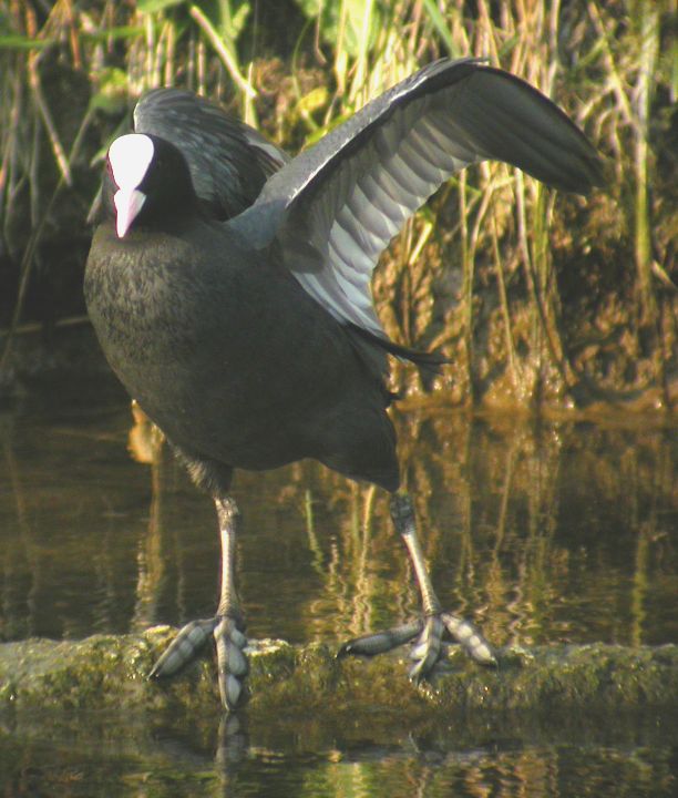 Foulque macroule (Fulica atra, Common Coot), Chantilly, Valois, 03/2004