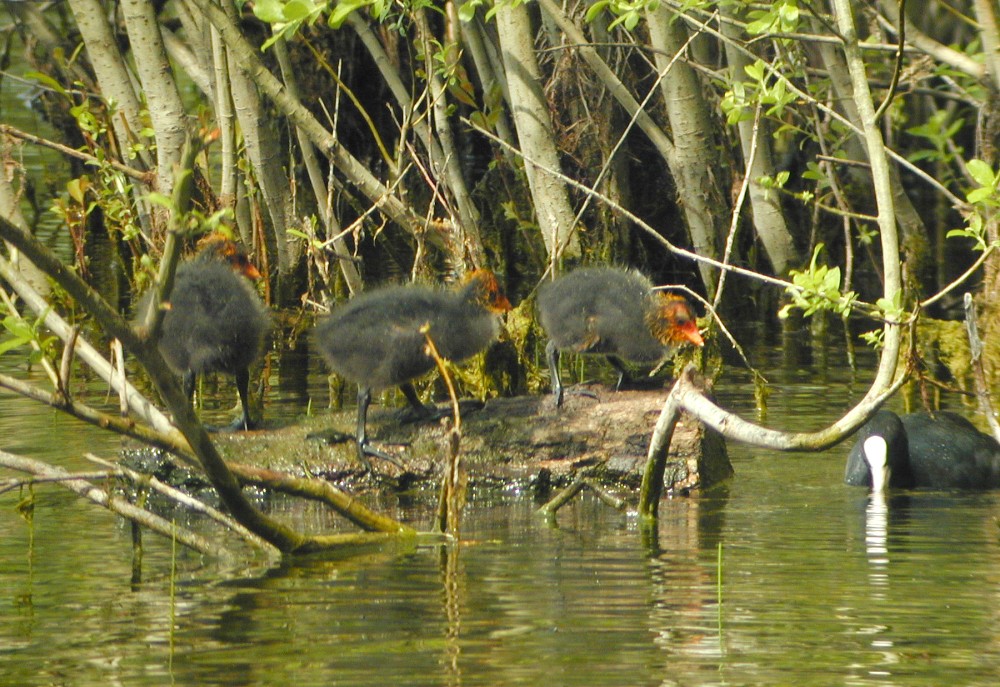 Foulque macroule (Fulica atra, Common Coot), Toutevoie, Valois, 05/2003