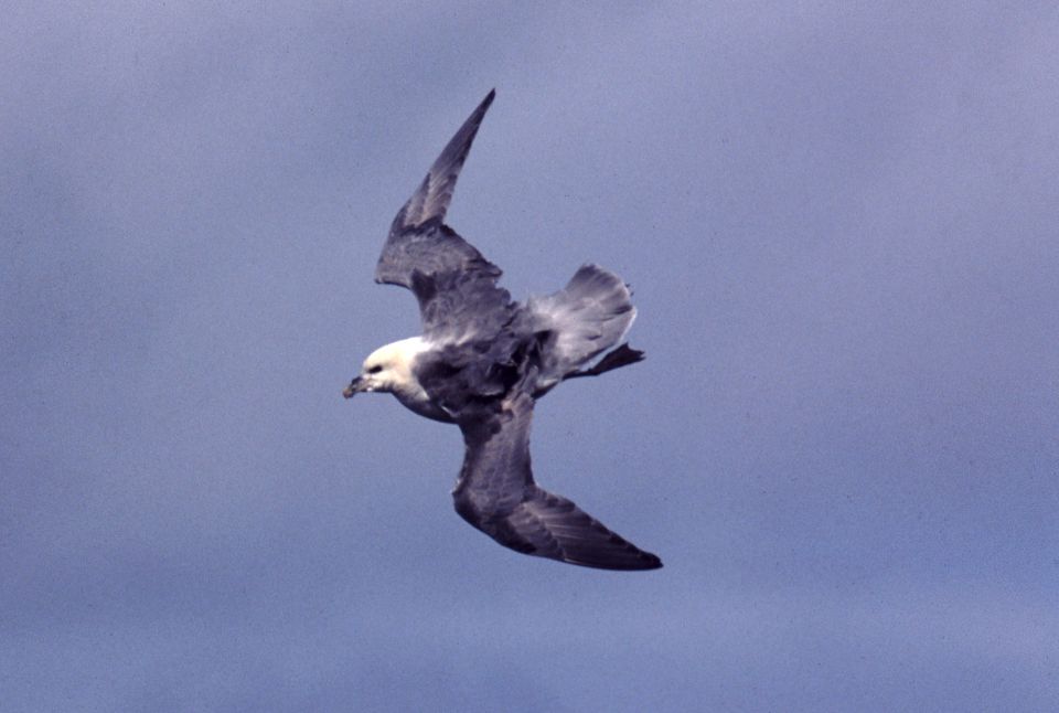 Fulmar boréal (Fulmarus glacialis, Northern Fulmar), Handa, Ecosse, 04/2004