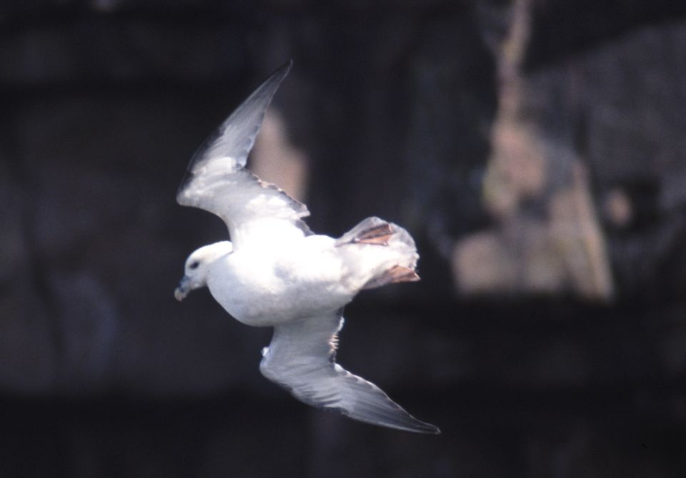 Fulmar boréal (Fulmarus glacialis, Northern Fulmar), Handa, Ecosse, 04/2004