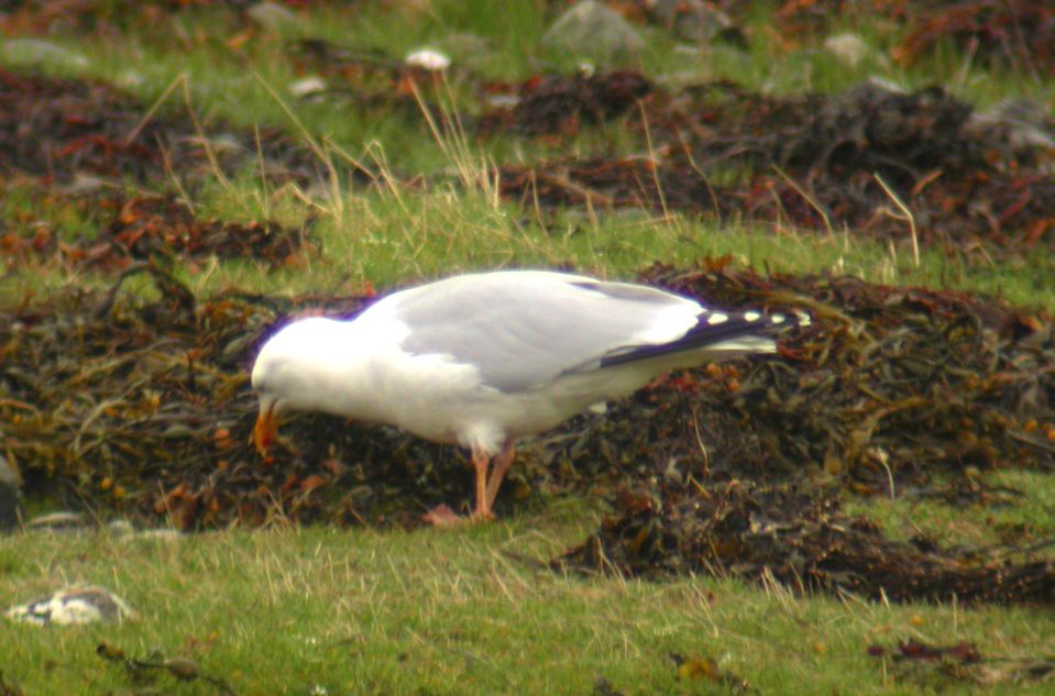 Goéland argenté (Larus argentatus, Herring Gull), Ecosse, 04/2004