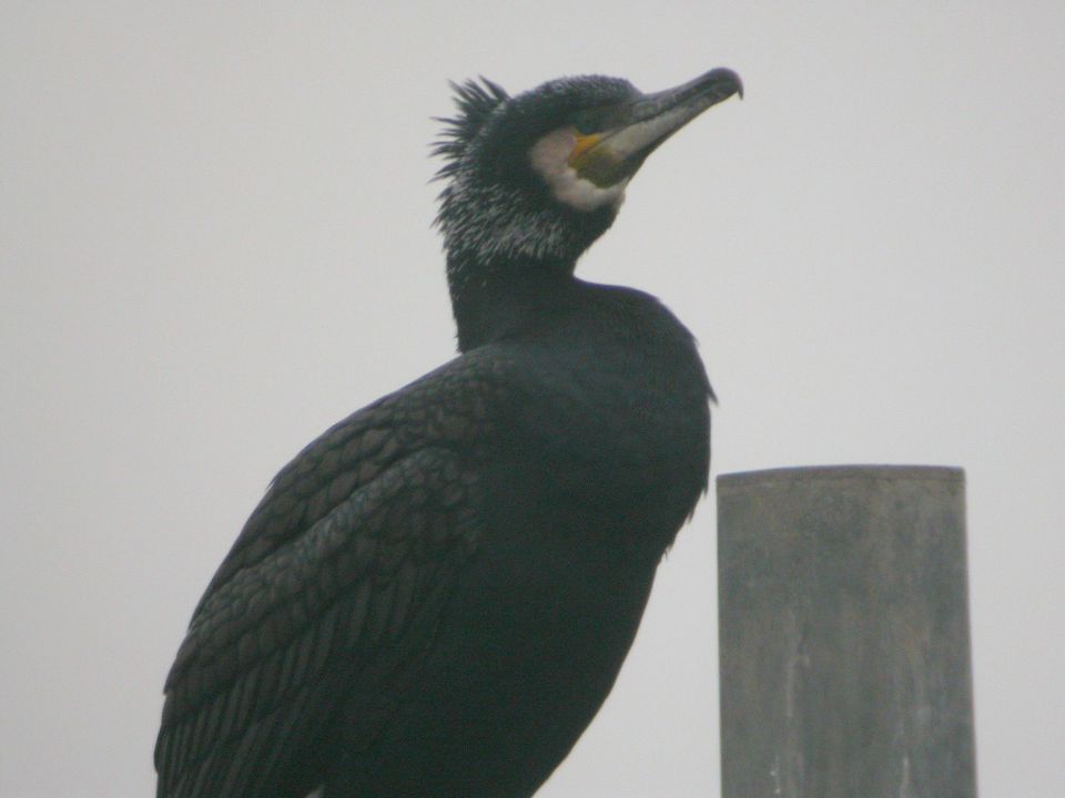 Grand Cormoran (Phalacrocorax carbo, Great Cormorant), Cutty Sark, Angleterre, 02/2004