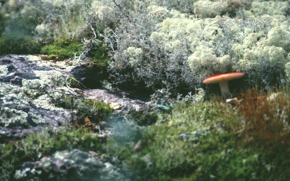 Muddus, Laponie suédoise, 07/2000