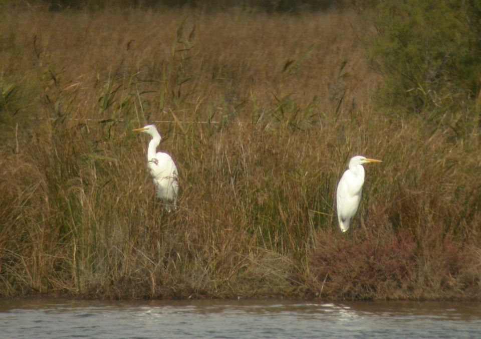 Grande Aigrette (Egretta alba, Great Egret), La Palissade, Camargue, 10/2003