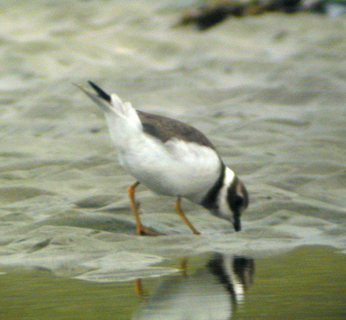 Grand Gravelot (Charadrius hiaticula, Common Ringed Plover), Saint-Quentin-en-Tourmont, Picardie, 09/2002