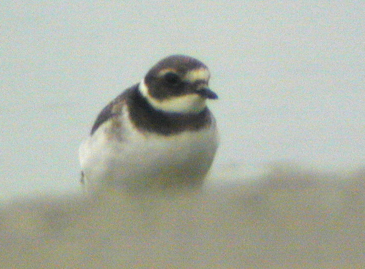 Grand Gravelot (Charadrius hiaticula, Common Ringed Plover), Saint-Quentin-en-Tourmont, Picardie, 09/2002