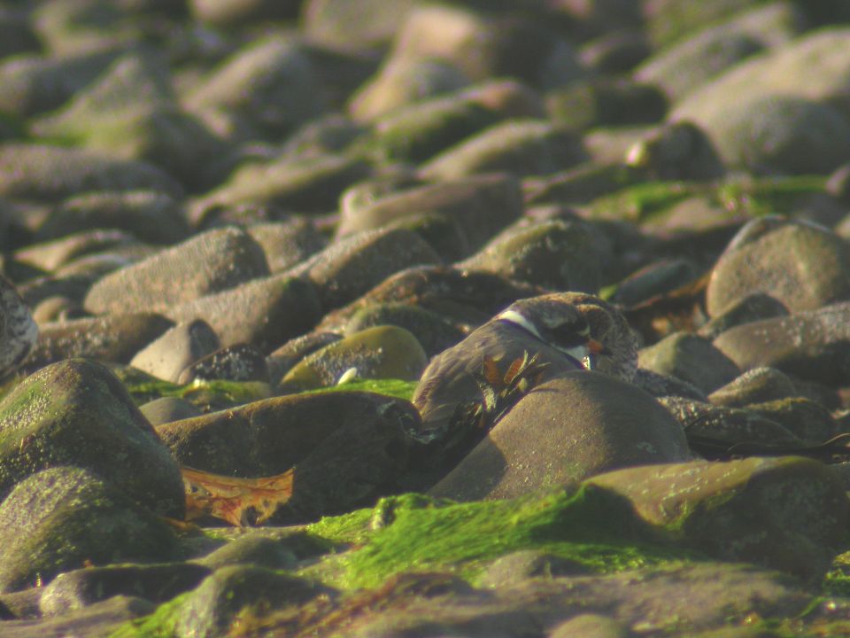 Grand Gravelot (Charadrius hiaticula, Common Ringed Plover), Gairloch, Ecosse, 04/2004