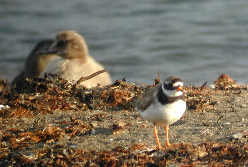 Grand Gravelot (Charadrius hiaticula, Common Ringed Plover), Islande, 07/2001
