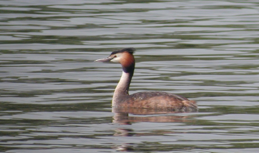 Grèbe huppé (Podiceps cristatus, Great Crested Grebe), Toutevoie, Valois, 05/2003
