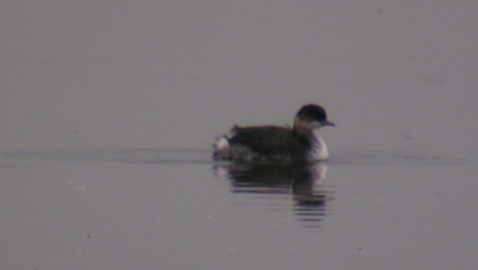 Grèbe à cou noir (Podiceps nigricollis, Black-necked Grebe), Delta du Danube, Roumanie, 08/2004