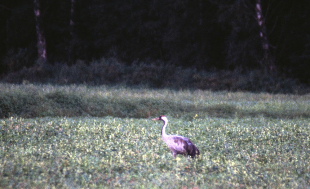 Grue cendrée (Grus grus, Common Crane), Suède, 07/2000