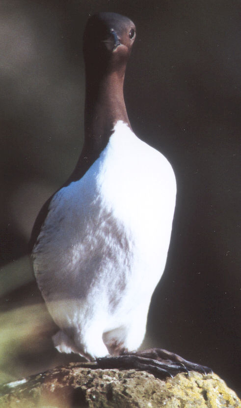 Guillemot de Troïl (Uria aalge, Common Guillemot), Latrabjärg, Islande, 07/2001