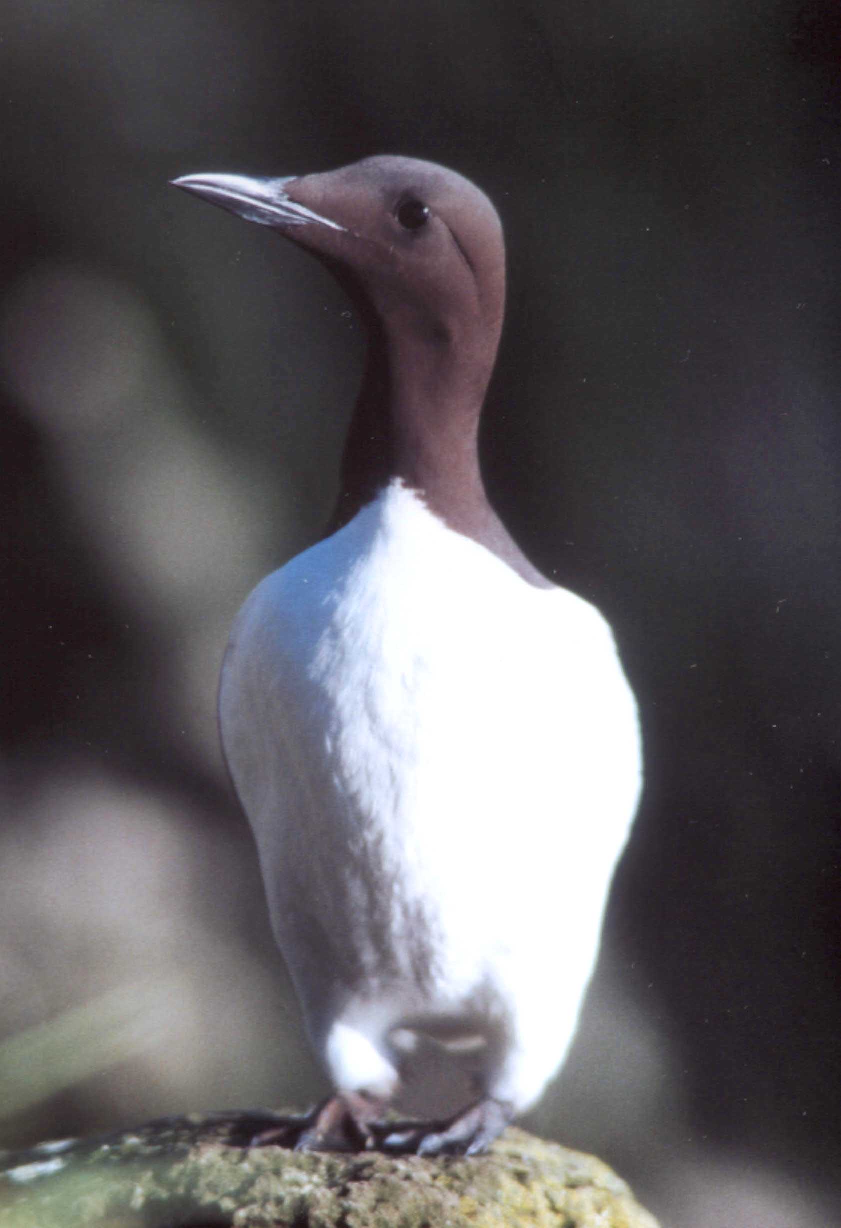 Guillemot de Troïl (Uria aalge, Common Guillemot), Latrabjärg, Islande, 07/2001