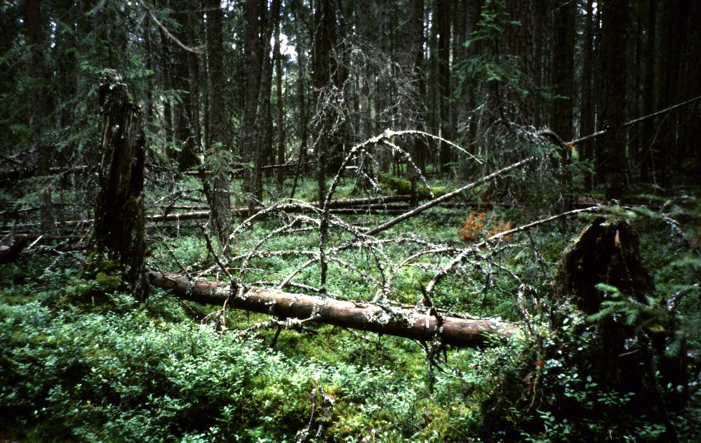 Hamra National Park, Suède, 07/2000