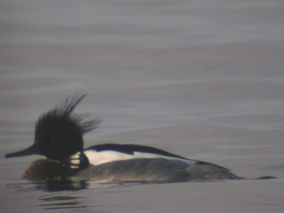 Harle huppé (Mergus serrator, Red-breasted Merganser), Ecosse, 04/2004